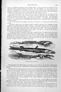 Original Old Antique Print Fish Becuna Sphyraena Vulgaris C1890 19th