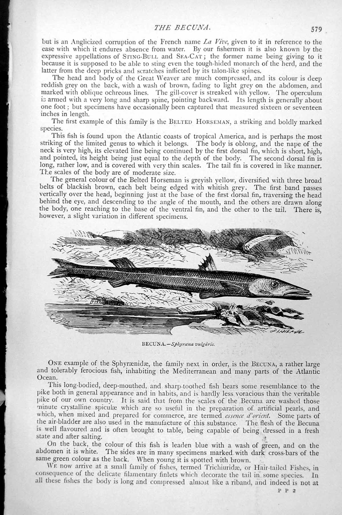 Original Old Antique Print Fish Becuna Sphyraena Vulgaris C1890 19th