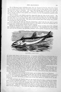 Original Old Antique Print Mackerel Scomber Scomber C1890 19th
