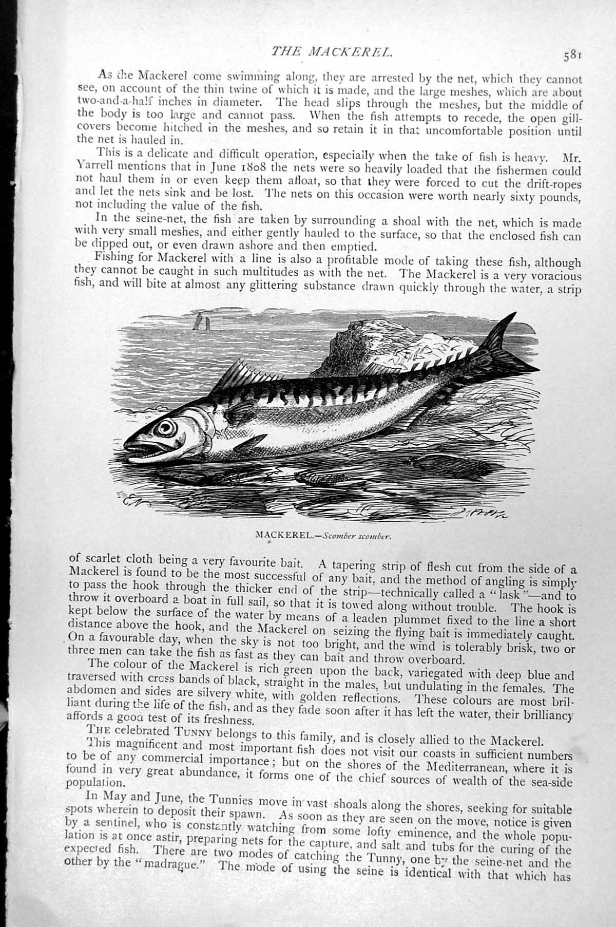 Original Old Antique Print Mackerel Scomber Scomber C1890 19th
