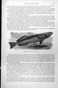 Original Old Antique Print Sucking Fish Echeneis Remora C1890 19th