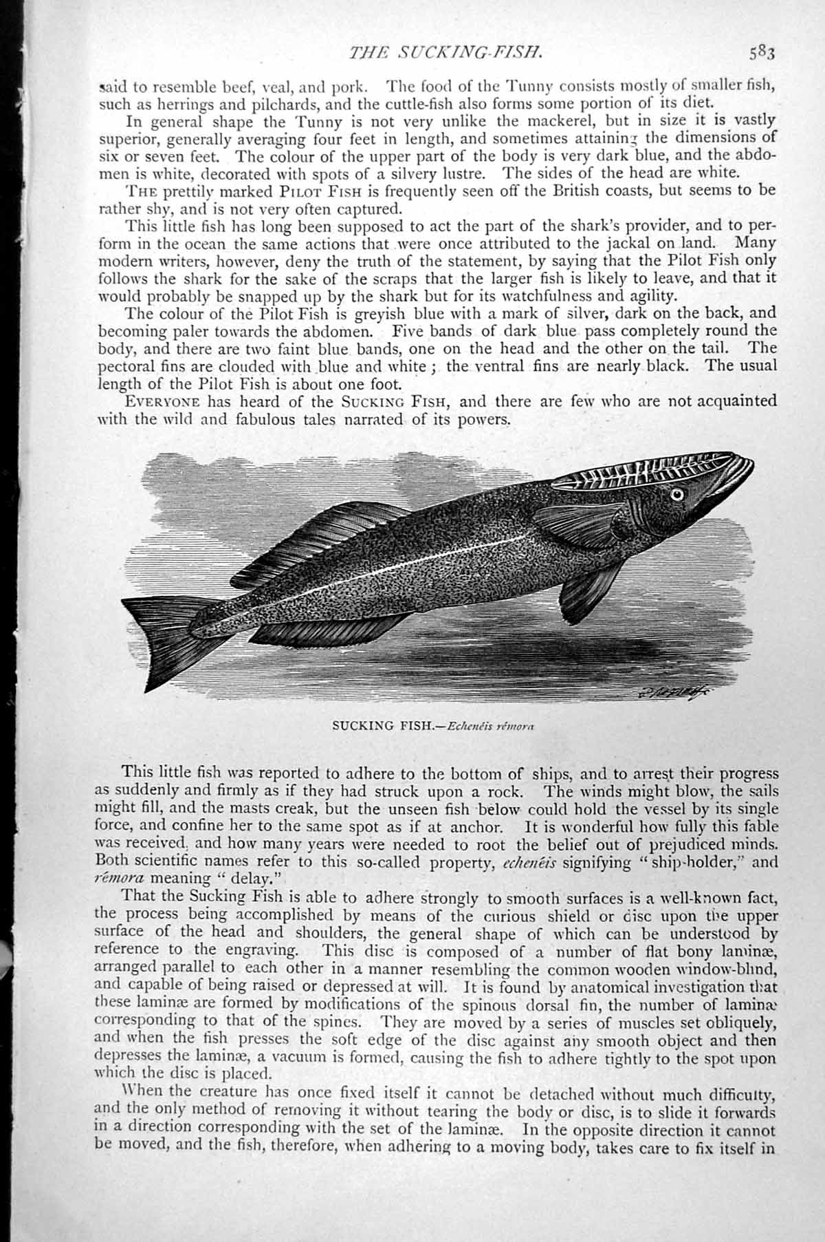 Original Old Antique Print Sucking Fish Echeneis Remora C1890 19th