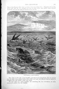 Original Old Antique Print Fish Coryphene Corypaena Hippurus C1890 Victorian