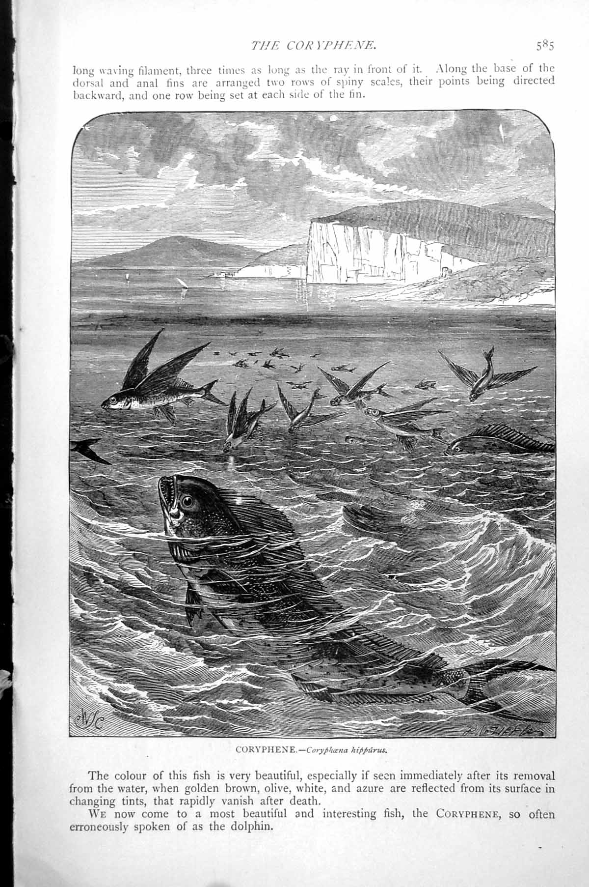 Original Old Antique Print Fish Coryphene Corypaena Hippurus C1890 Victorian