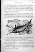 Original Old Antique Print Sword-Fish Xiphias Gladius C1890 19th