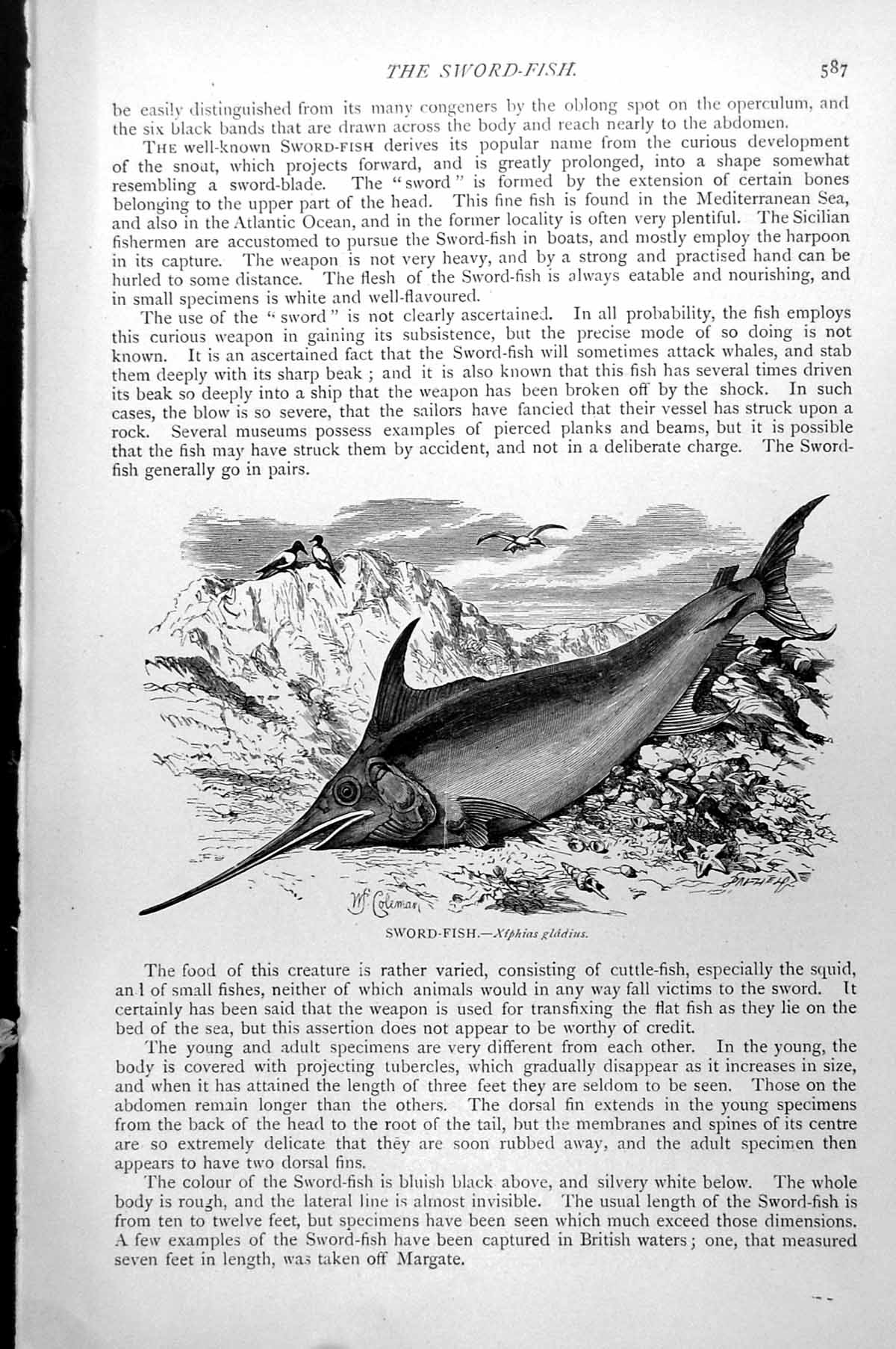 Original Old Antique Print Sword-Fish Xiphias Gladius C1890 19th