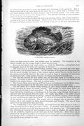 Original Old Antique Print Lump-Fish Cyclopterus Lumpus C1890 19th
