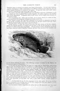 Original Old Antique Print Fish Climbing Perch Anabas Scandens C1890 Victorian
