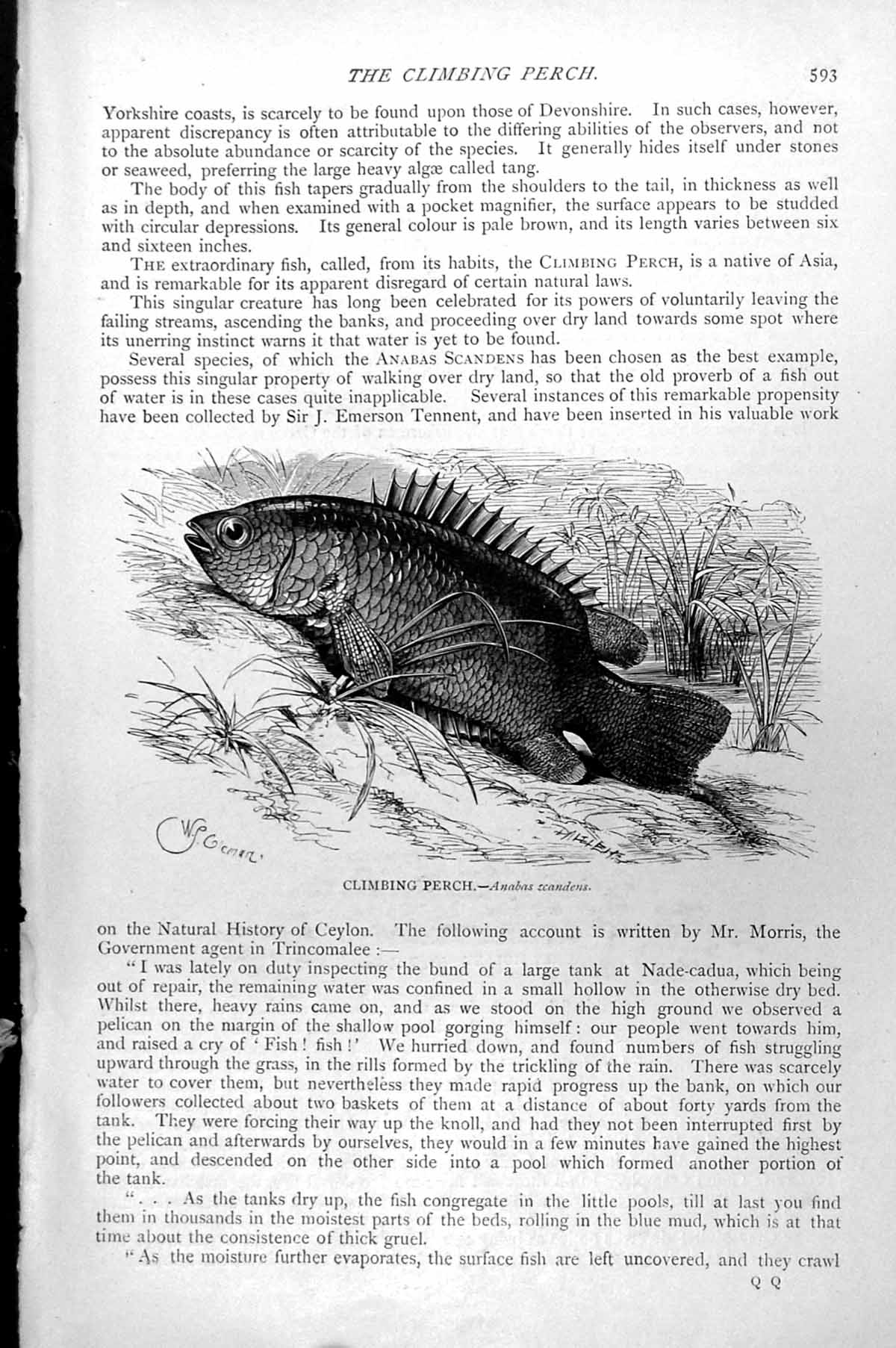 Original Old Antique Print Fish Climbing Perch Anabas Scandens C1890 Victorian