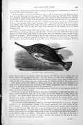 Original Old Antique Print Bellows Fish Centriscus Scolopax C1890 Victorian