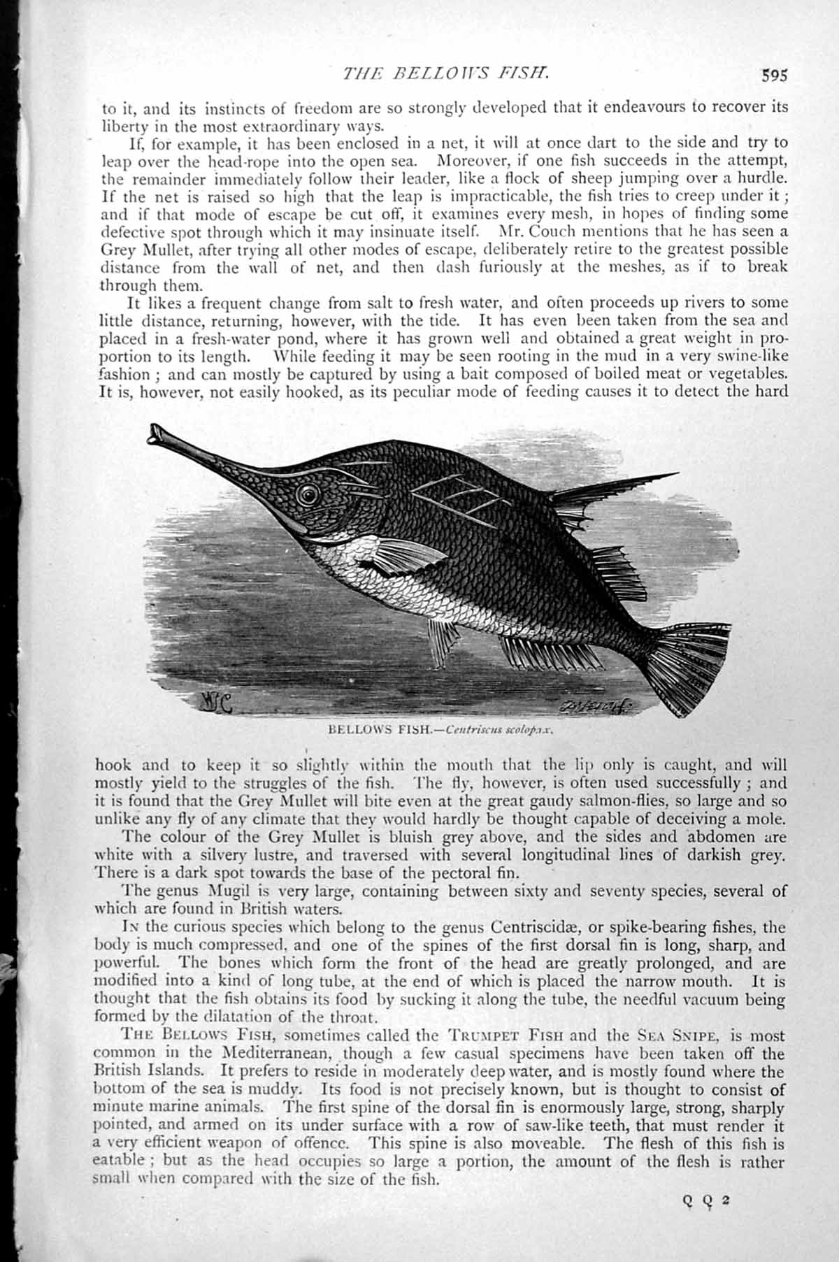 Original Old Antique Print Bellows Fish Centriscus Scolopax C1890 Victorian