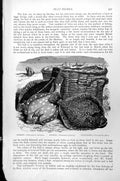 Antique Old Print Fish Turbot Plaice Flounder Basket Shore Pleuronecles C1890
