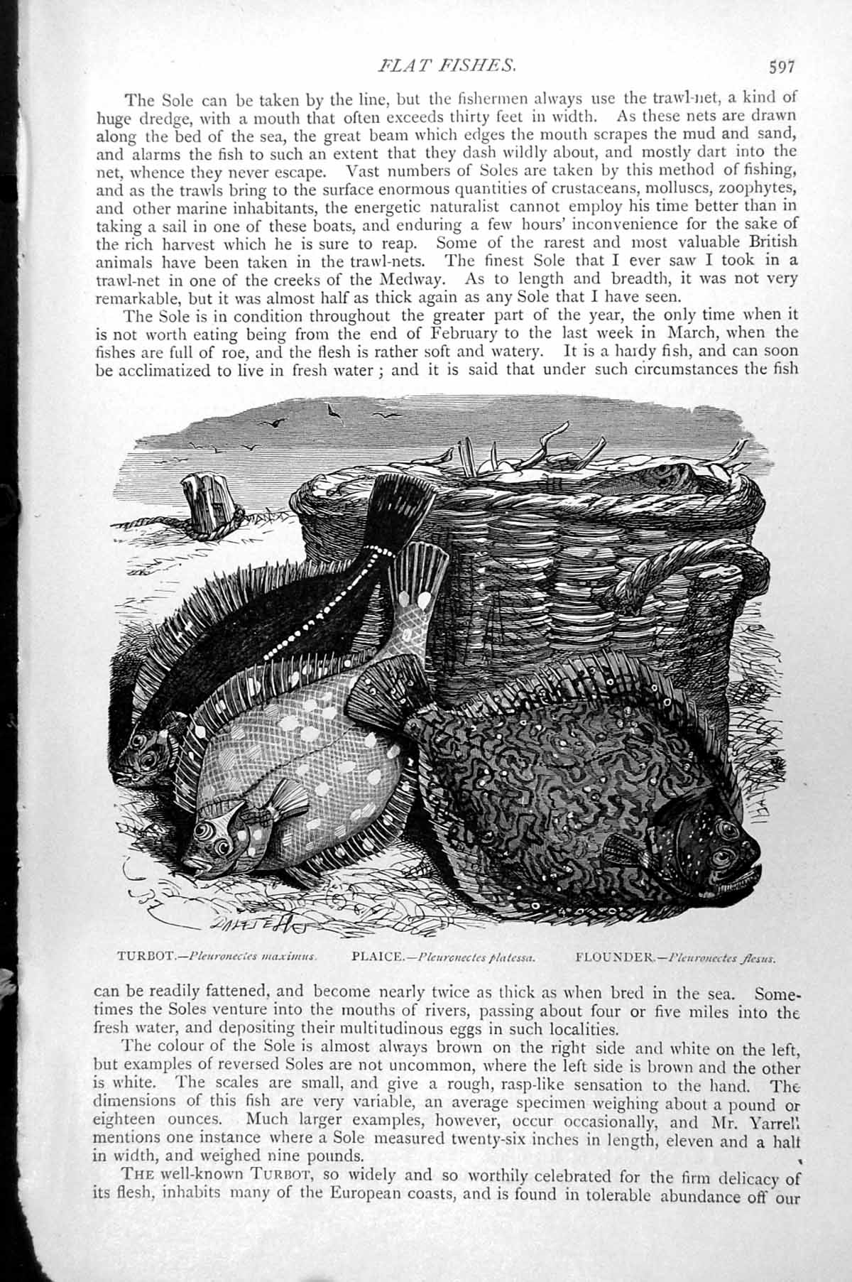 Antique Old Print Fish Turbot Plaice Flounder Basket Shore Pleuronecles C1890