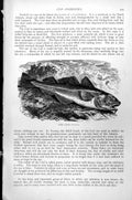 Original Old Antique Print Fish Cod Gadus Morrhna C1890 19th Century