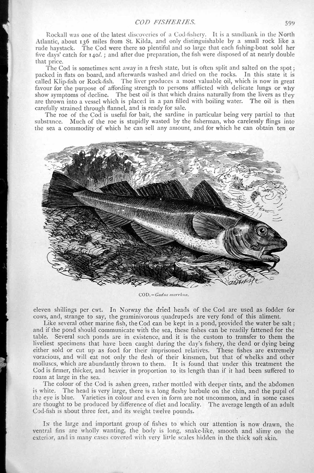 Original Old Antique Print Fish Cod Gadus Morrhna C1890 19th Century