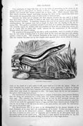 Original Old Antique Print Eel Conger Conger Vulgaris C1890 19th
