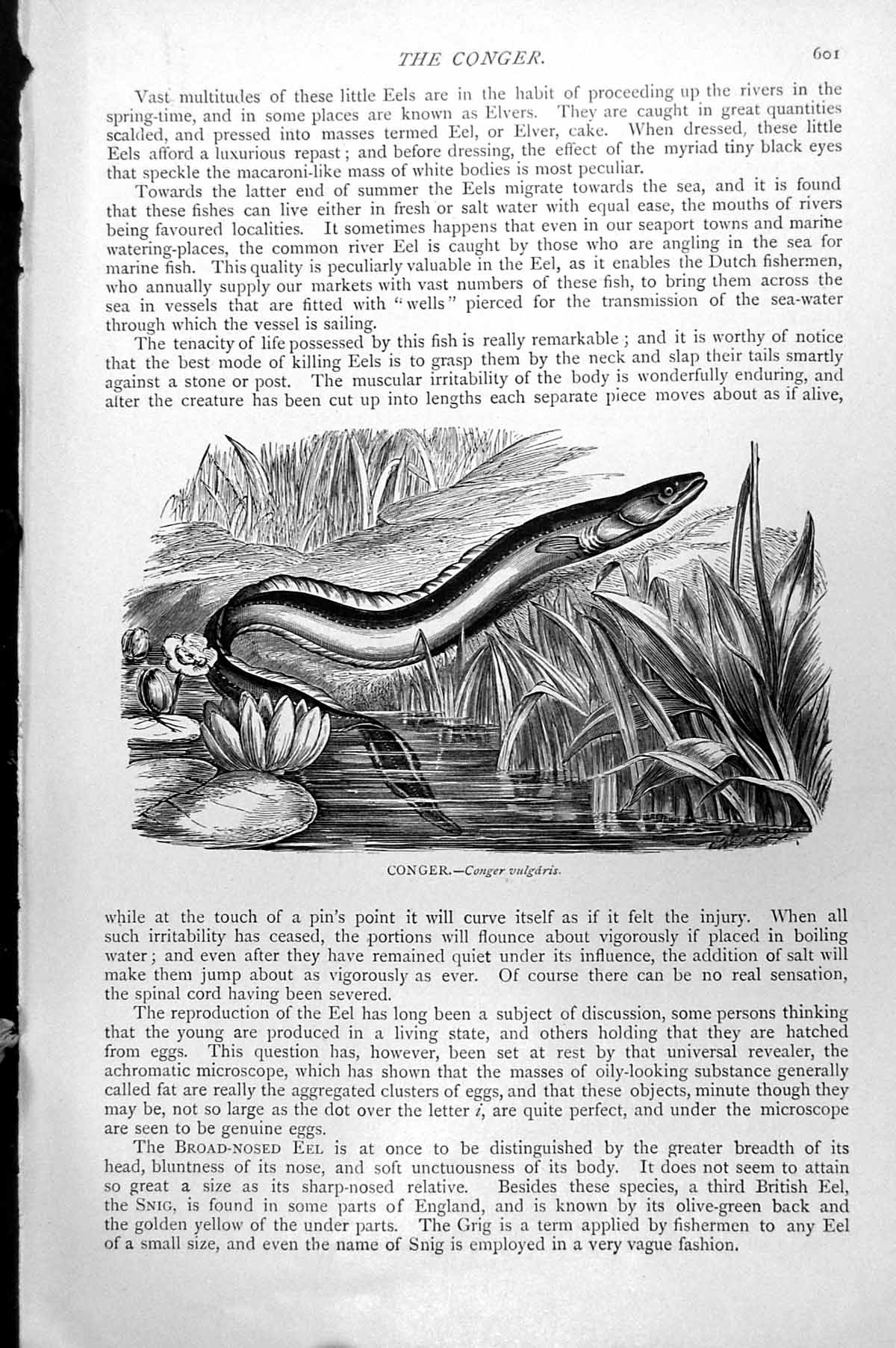 Original Old Antique Print Eel Conger Conger Vulgaris C1890 19th