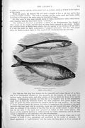 Antique Old Print Anchovy Engraulis Encrasicholus Shad Alosa Vulgaris C1890