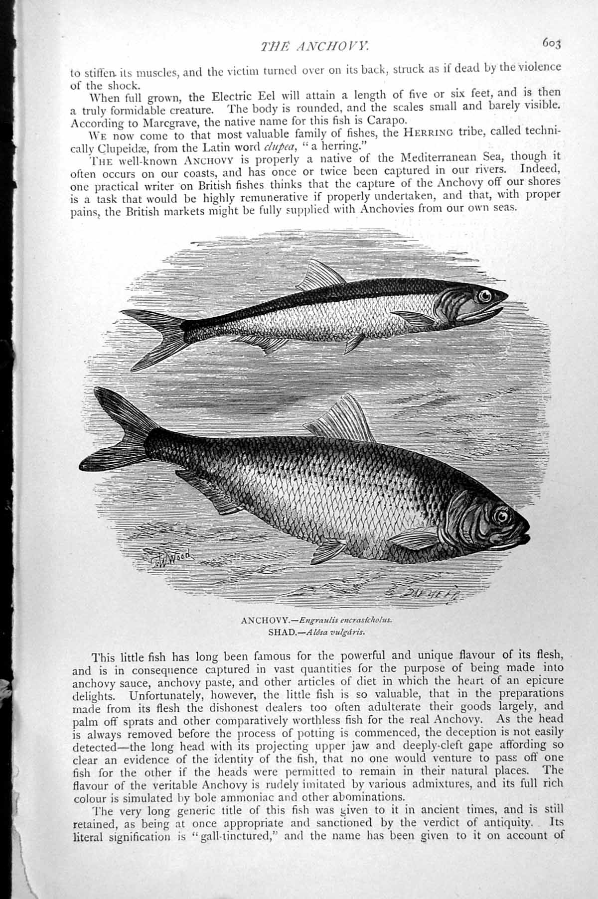 Antique Old Print Anchovy Engraulis Encrasicholus Shad Alosa Vulgaris C1890