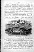 Original Old Antique Print Fish Pike Esox Lucius C1890 19th Century