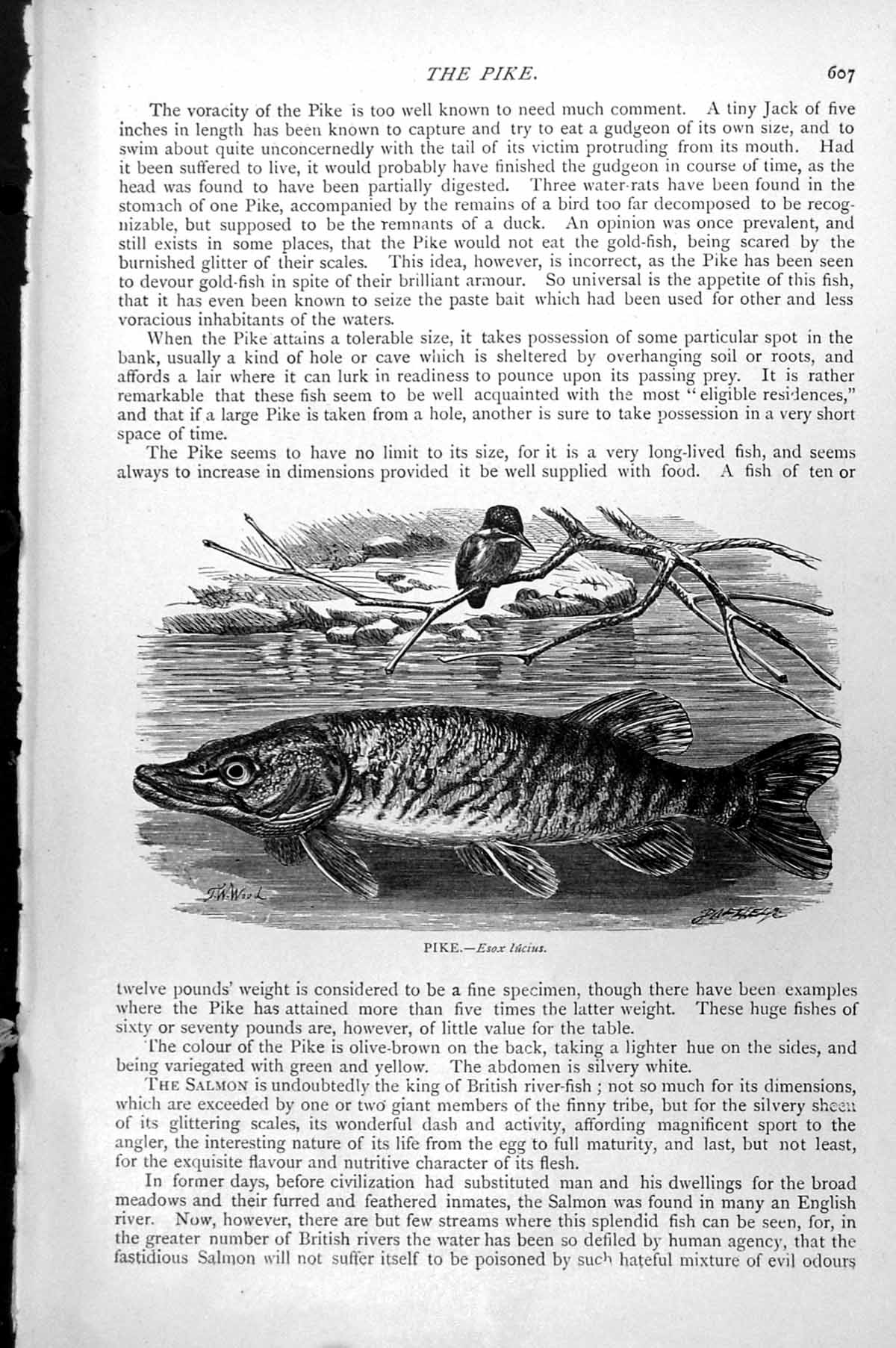 Original Old Antique Print Fish Pike Esox Lucius C1890 19th Century