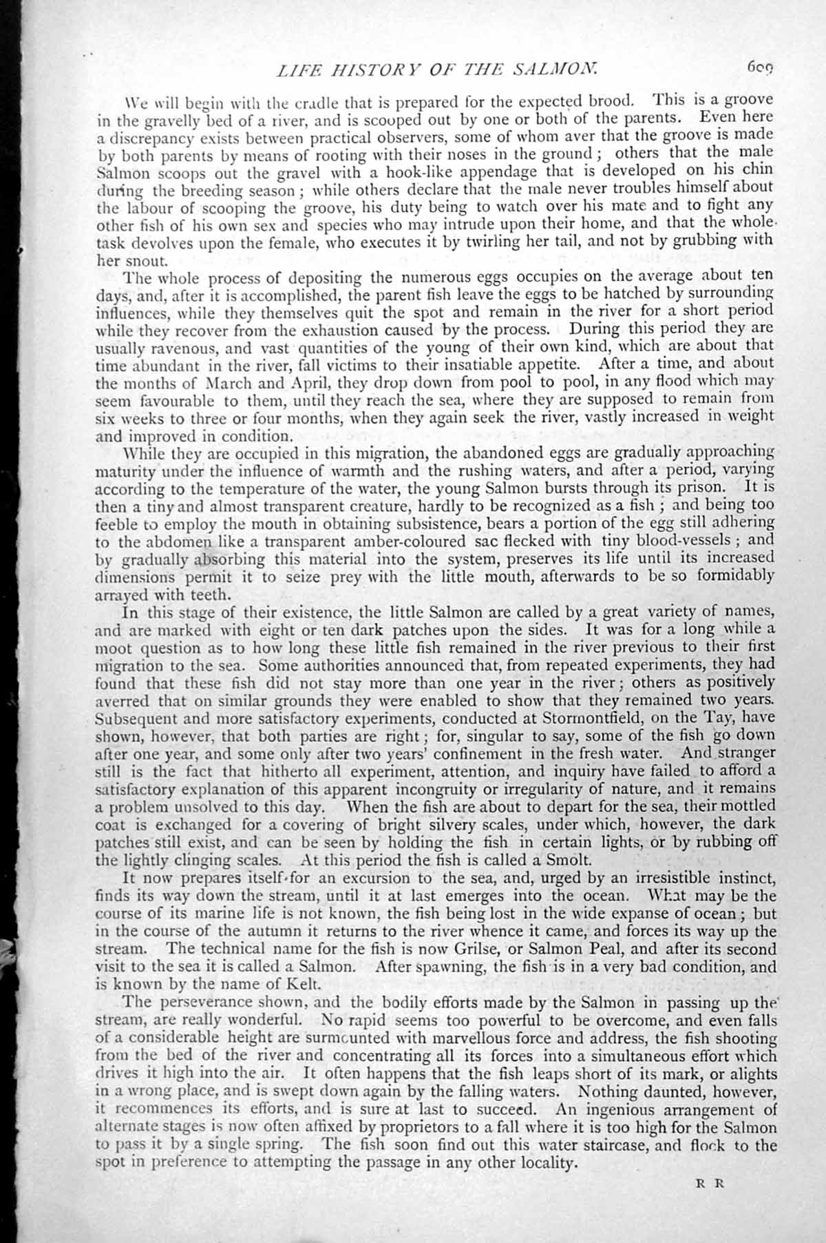 Original Old Antique Print Fish Trout Salmo Fario C1890 19th Century