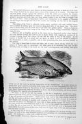Original Old Antique Print Fish Carp Cyprinus Carpio Barbel Barbus C1890 19th