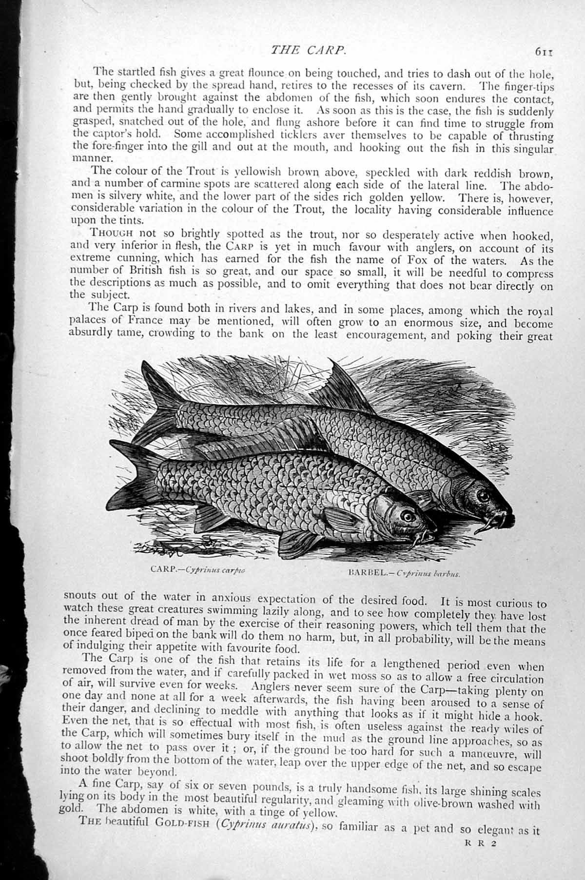 Original Old Antique Print Fish Carp Cyprinus Carpio Barbel Barbus C1890 19th