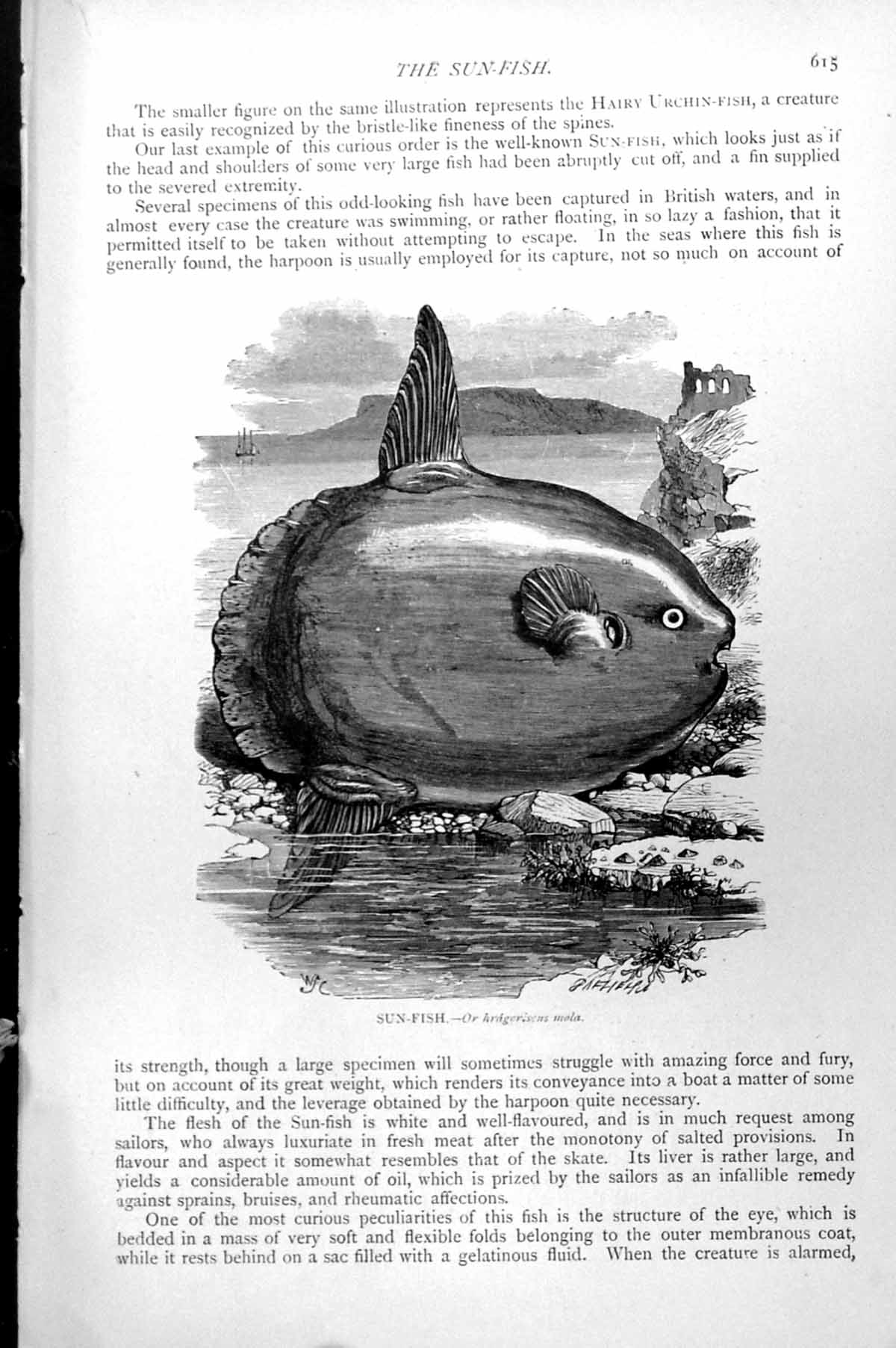 Original Old Antique Print Sun-Fish Hragorisens Mola C1890 19th