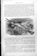 Original Old Antique Print Fish Bony Pike Lepidosteus Ossens C1890 Victorian