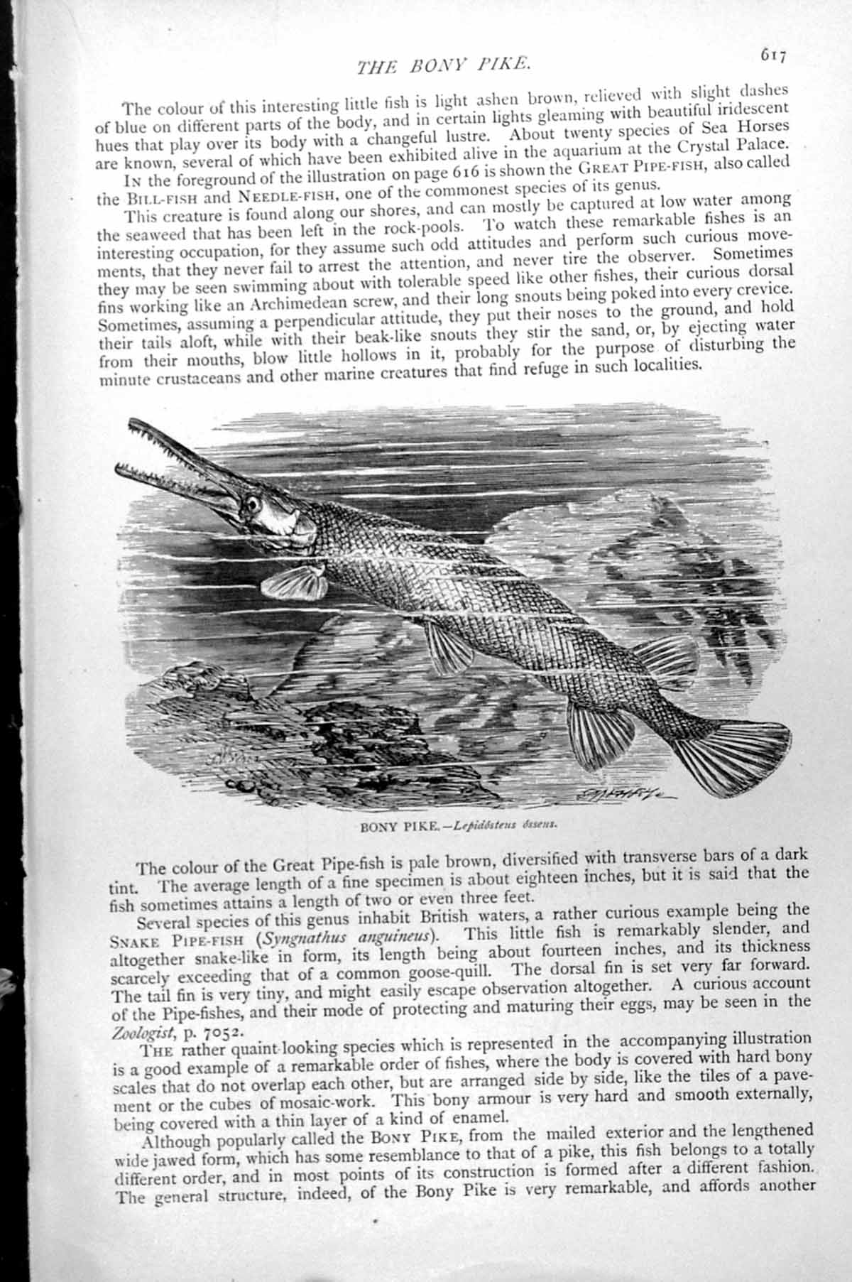 Original Old Antique Print Fish Bony Pike Lepidosteus Ossens C1890 Victorian