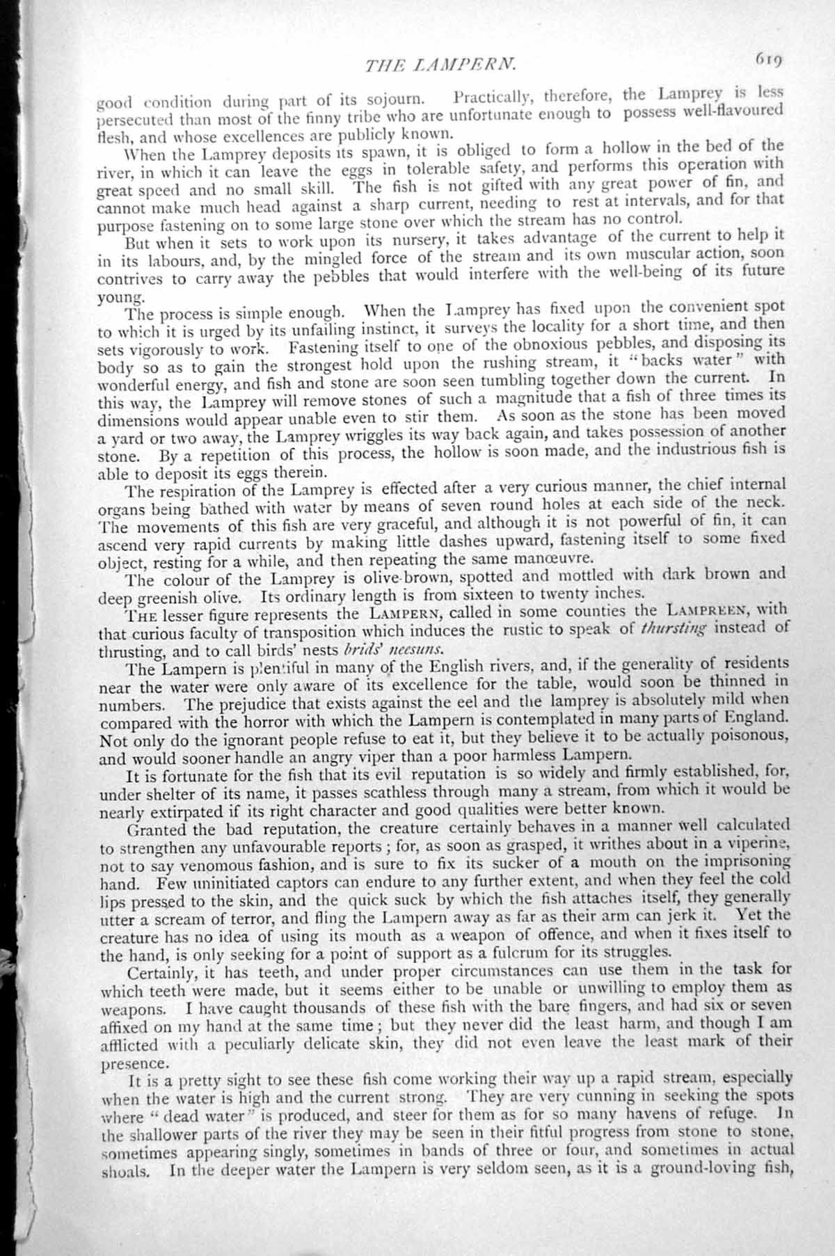 Original Old Antique Print Hag-Fish Myxine Myxine Glutinosa C1890 Victorian