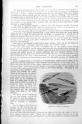 Original Old Antique Print Fish Lancelet Amphioxus Lanceolatus C1890 Victorian