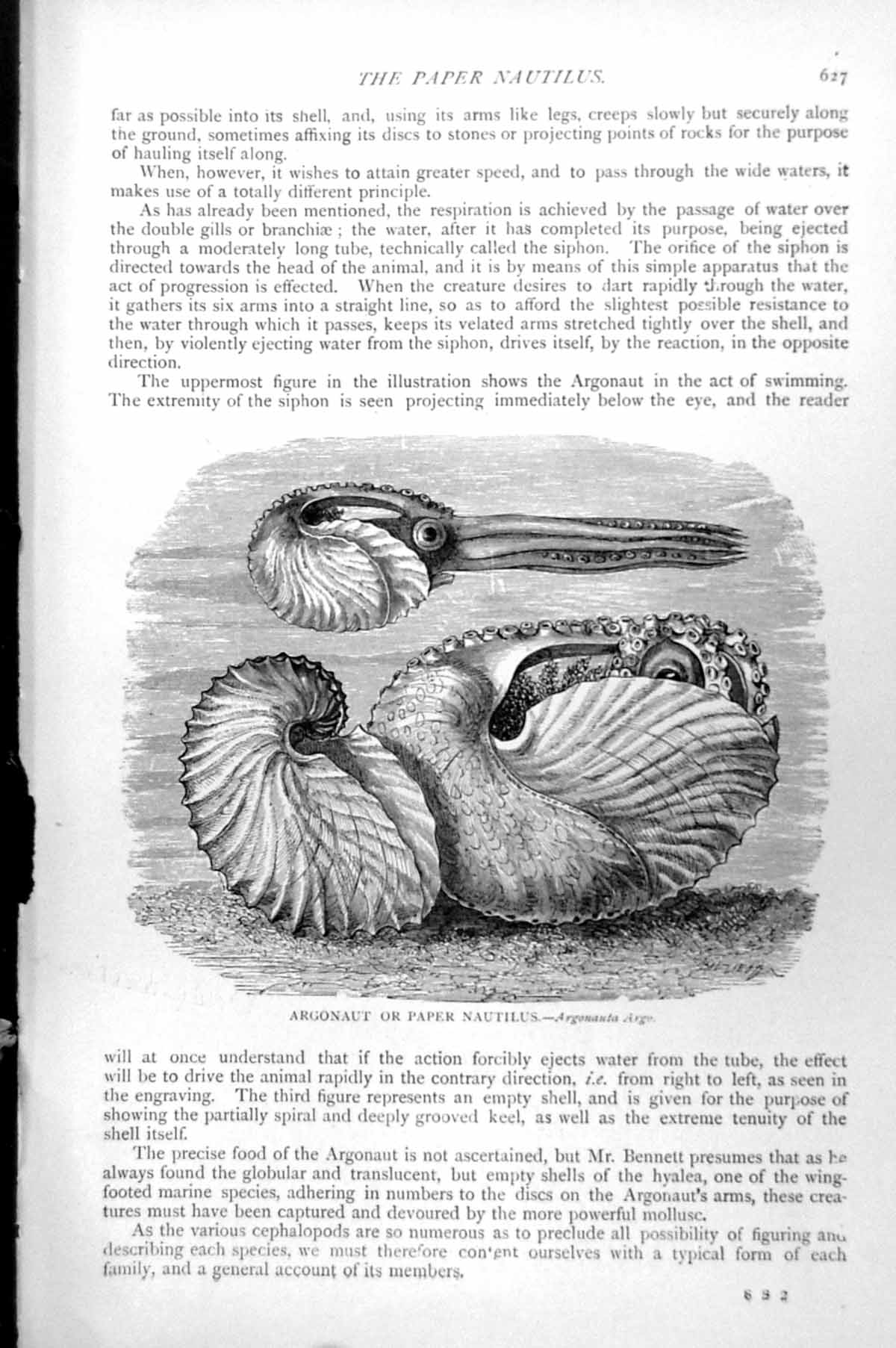 Old Antique Print Argonaut Or Paper Nautilus Argonauta Argo Mollusc C1890 19th