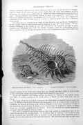 Original Old Antique Print British Woodcock Shell Murex Erinaceous Thorny C1890