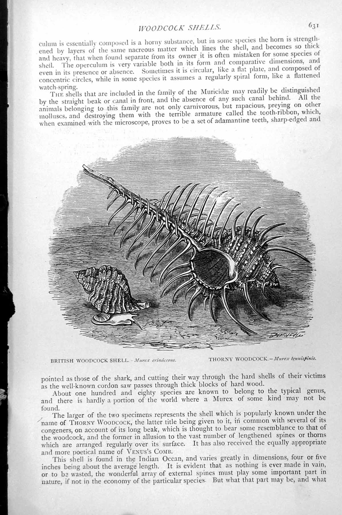 Original Old Antique Print British Woodcock Shell Murex Erinaceous Thorny C1890