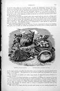 Antique Old Print Whelk Buccinum Undatum Concholepas Peruviana Shells C1890