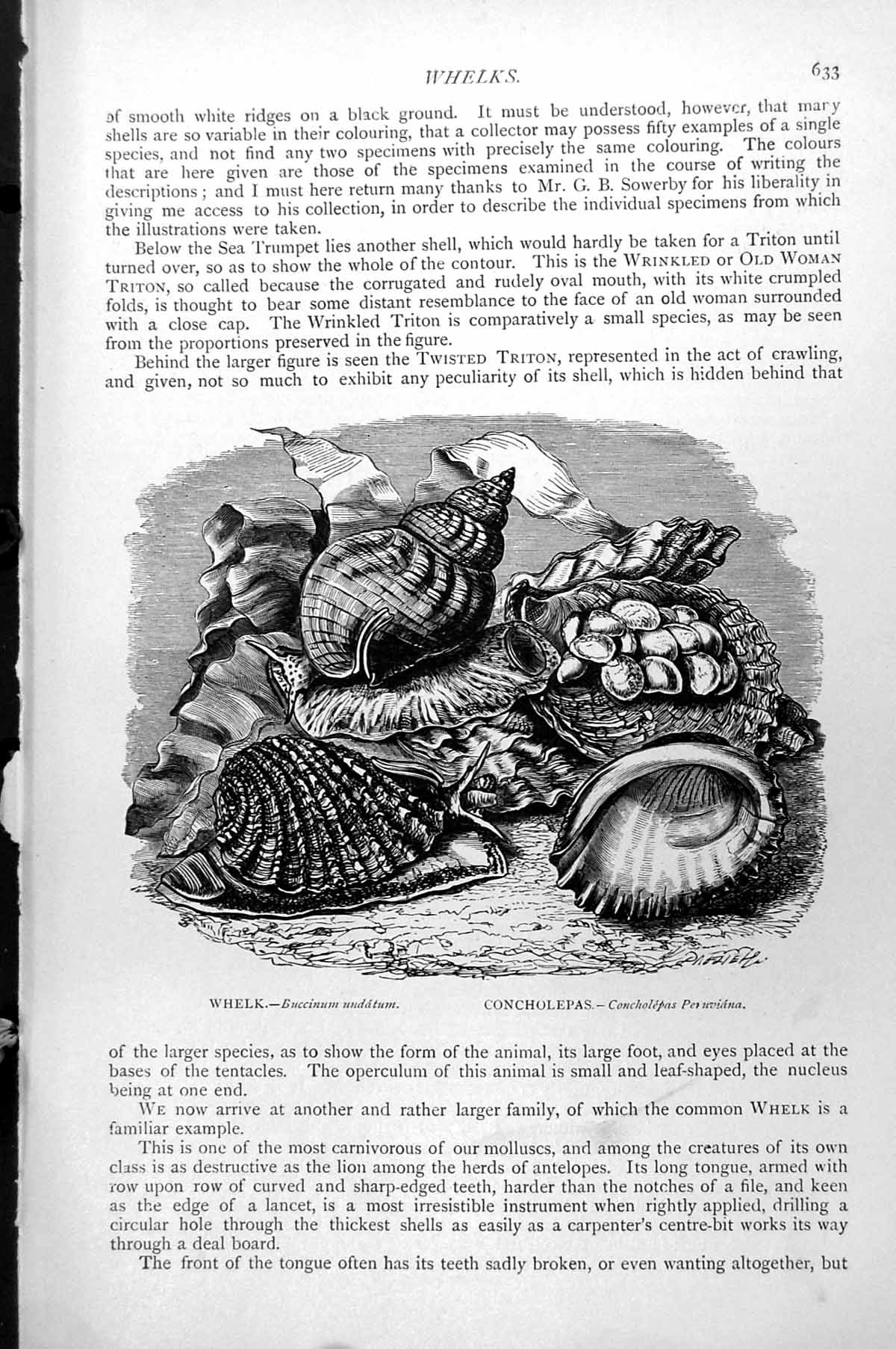 Antique Old Print Whelk Buccinum Undatum Concholepas Peruviana Shells C1890