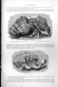 Antique Old Print Imperial Harp-Shell Harpa Imperialis Little Magilus C1890