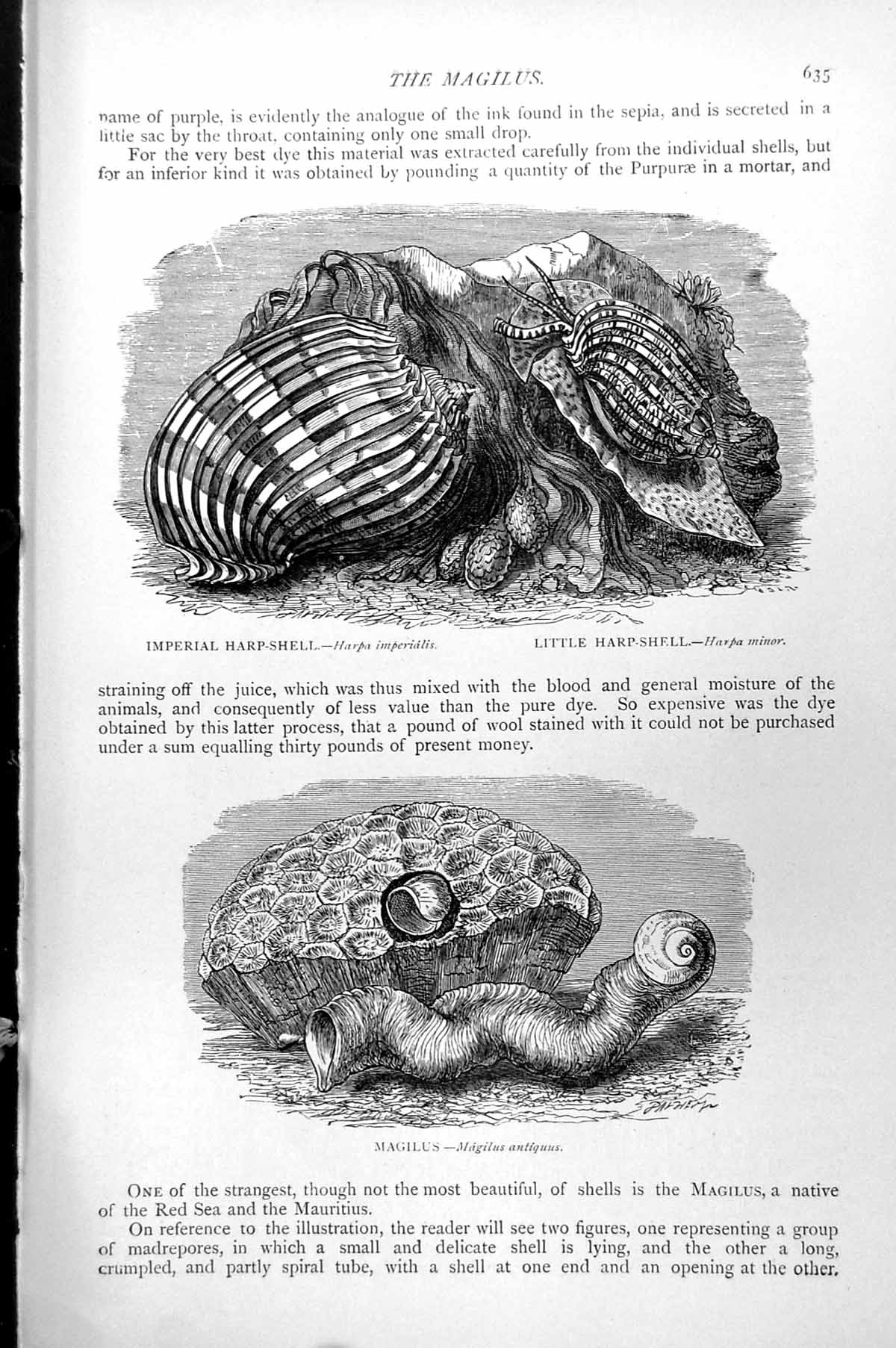 Antique Old Print Imperial Harp-Shell Harpa Imperialis Little Magilus C1890