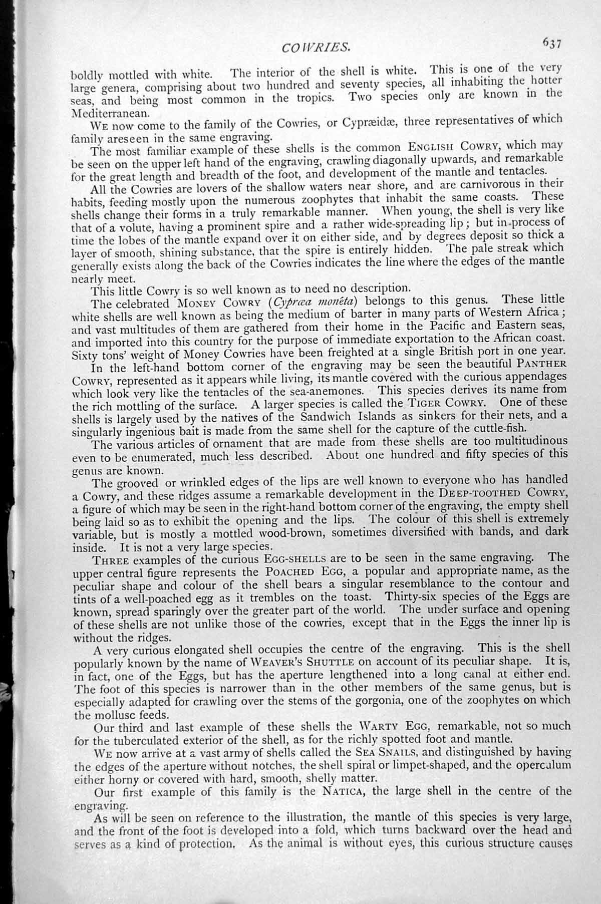 Old Print Cowry Poached Egg English Weaver'S Shuttle Panther Warty C1890 19th