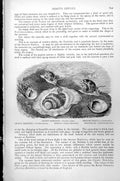 Antique Old Print Nerita Shells Crown Spined Natica Smooth Naticella C1890 19th