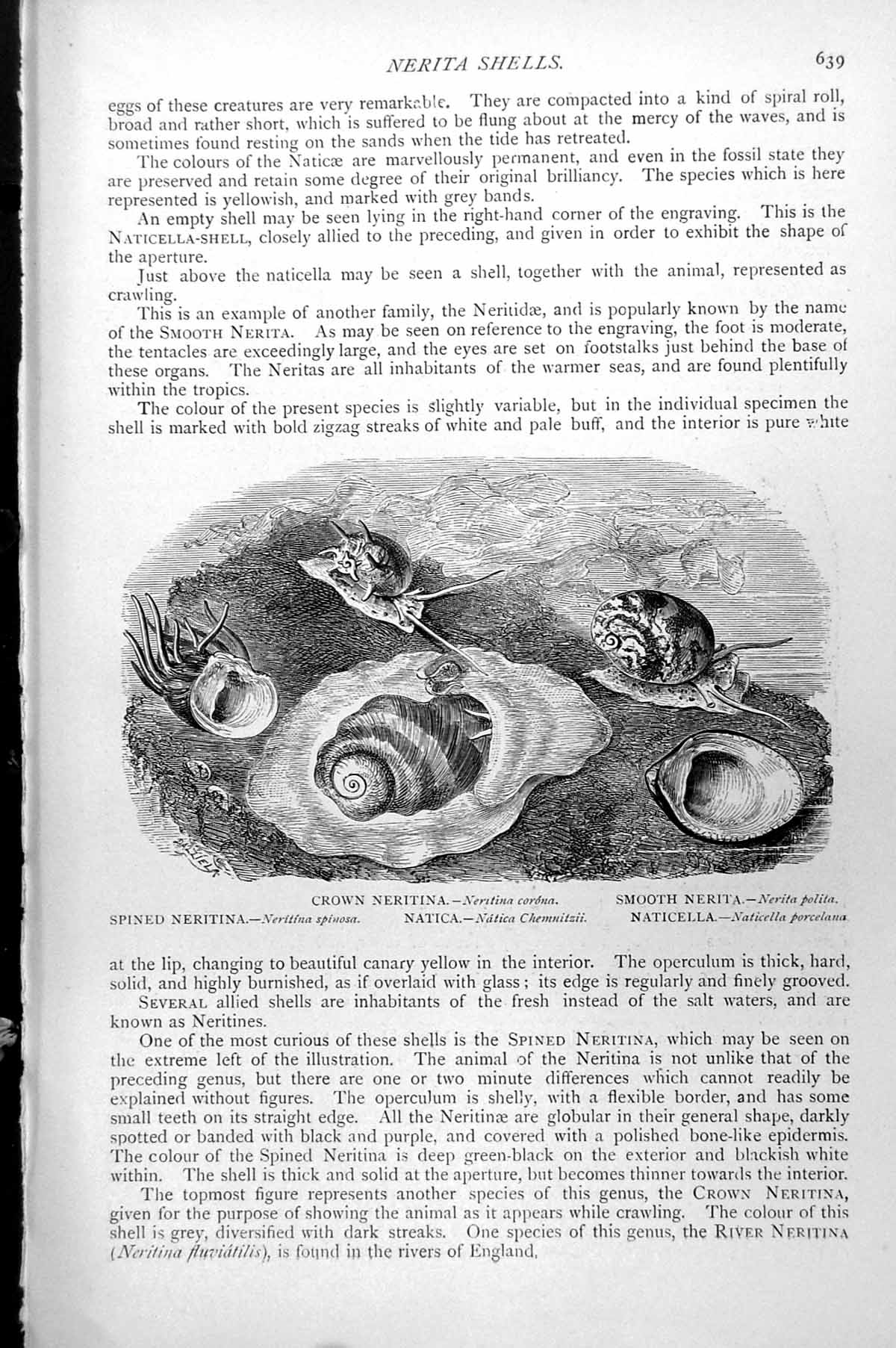 Antique Old Print Nerita Shells Crown Spined Natica Smooth Naticella C1890 19th