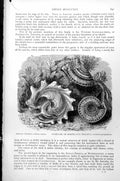 Old Indian Phorus Phorus Indicus Staircase Perspective Trochus C1890 Victorian
