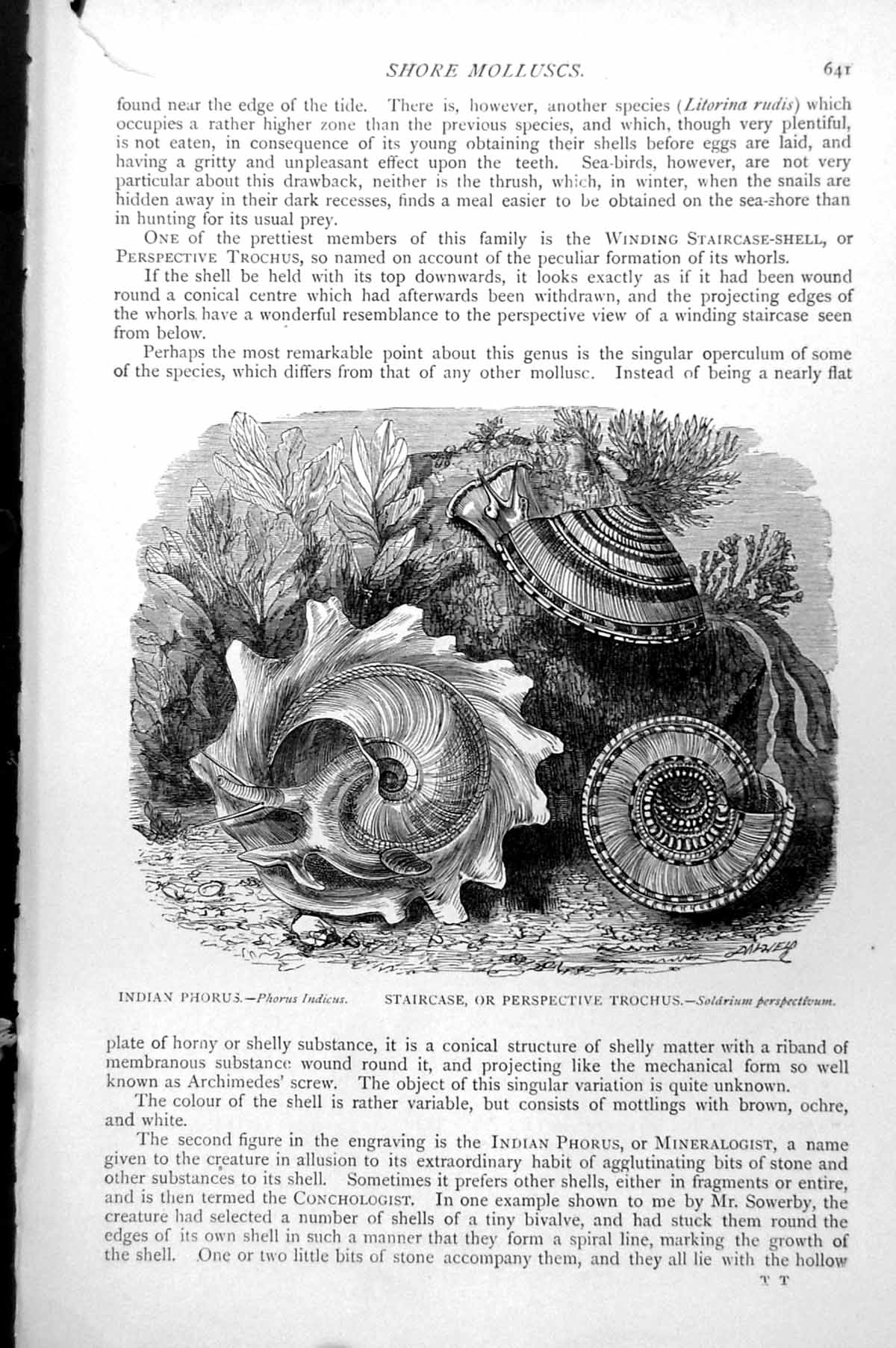 Old Indian Phorus Phorus Indicus Staircase Perspective Trochus C1890 Victorian