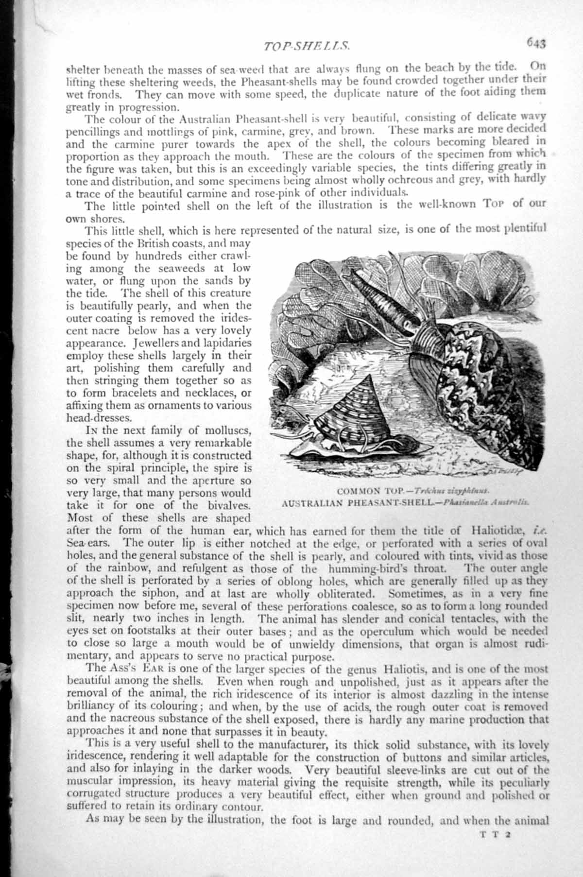 Original Old Antique Print Common Top Shell Australian Pheasant-Shell C1890