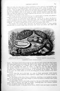 Antique Old Print Chitons Prickly Marbled Short-Spined Elephant'S Tusk C1890