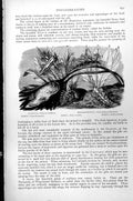 Old Antique Print Glaucus Doris Soto Denronotus Eolis Nucleobranchs C1890 19th