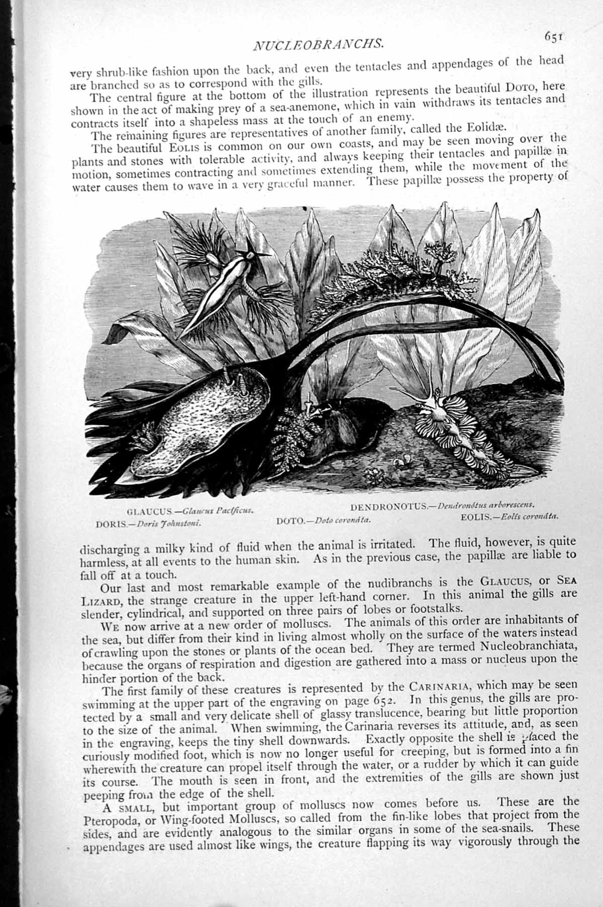 Old Antique Print Glaucus Doris Soto Denronotus Eolis Nucleobranchs C1890 19th