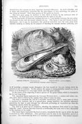 Original Old Antique Print Chinese Window Saddle-Shell Long-Hinged Oyster C1890